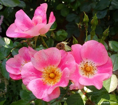 Meidiland rose,easy roses,July gardens,July flowers,July garden chores,the garden website.com,Amanda’s Garden Consulting,Amanda Jarrett
