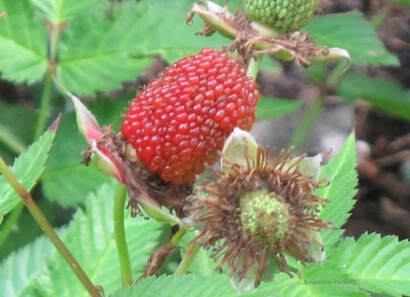 raspberry crown borer,wilted raspberries