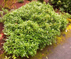 Himalayan sweetbox,Sarcococca hookeriana var. humilis,spring flowers,fragrant shrubs