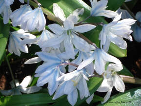 squill,Scilla mischtschenkoana,spring flowers,February flowers,Spring flowering bulbs,March flowers