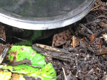 slugs,snails,slug bait,the garden website.com,thegardenwebsite.com,Amanda Jarrett