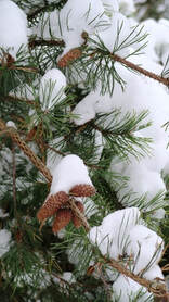 pine,Pinus,January gardening,January plants,dormant pruning,gardening in winter,winter pruning,dormant oil lime sulfur,control of overwintering insects & diseases,topping trees,winter gardening,Canadian seed and plant catalogues,The Garden Website.com,the garden website,Amanda Jarrett,Amanda’s Garden Consulting,landscaping,horticulture