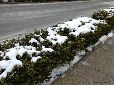 salt damage on plants,snow and ice melting alternatives