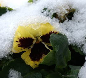 winter pansies,viola x wittrockiana,January gardening,January plants,dormant pruning,gardening in winter,winter pruning,dormant oil lime sulfur,control of overwintering insects & diseases,topping trees,winter gardening,Canadian seed and plant catalogues,The Garden Website.com,the garden website,Amanda Jarrett,Amanda’s Garden Consulting,landscaping,horticulture