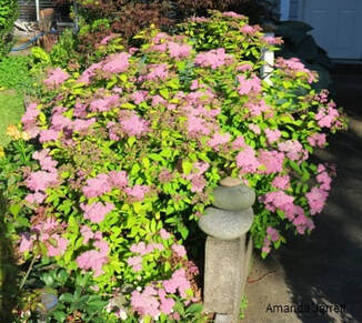Spiraea japonica,Japanese spirea,June flowers,summer flowering shrubs