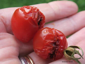 tomato fruit splitting,tomato growing,problems with tomatoes