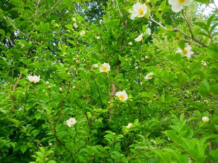 Japanese stewartia,Stewartia pseudocamellia,summer flowering tree,June flowering tree,small tree