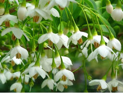 Japanese snowbell,Styrax japonicus,small flowering trees,June flowers,summer flowers