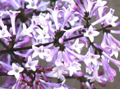 Syringa pubescens subsp. patula 'Miss Kim' Korean lilac,May gardens,spring gardens,May flowers,May flowering shrub