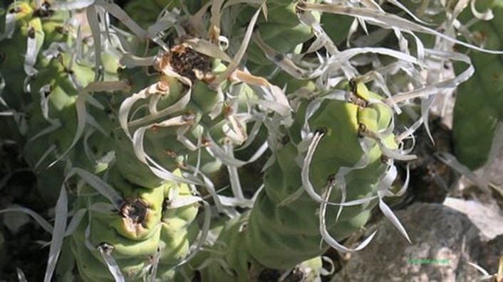 Tephrocactus articulatus var. papyrancanthus, paper-spined cactus,Tucson Botanical Gardens, Arizona-Sonora Desert,Amanda's Blog,thegardenwebsite.com,Amanda Jarrett