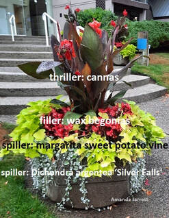 thriller,filler,spiller,plants in containers,planters,May garden chores