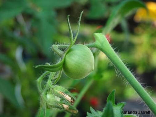 pruning tomatoes,growing tomatoes