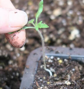 how to transplant seedlings,starting seeds indoors