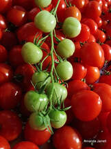 'Isis Candy' tomatoes,companion planting,growing vegetables,intercropping,succession planting,The Garden Website.com,Amanda's Garden Consulting,Amanda Jarrett,growing food,gardening websites