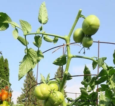 growing tomatoes,speeding up tomato harvests,pruning tomatoes