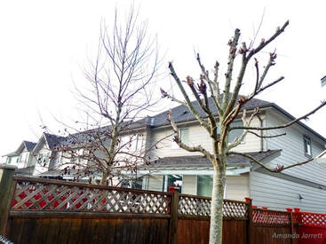 pruning trees,topping trees,pruning mistakes