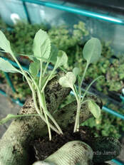 thinning seedlings,transplanting seedlings