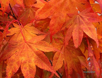 Acer palmatum,Japanese maple,why leaves turn colour in fall,October,thegardenwebsite.com,Amanda Jarrett