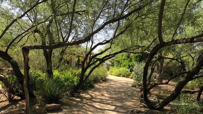  Prosopis sp., mesquite, Tucson Botanical Gardens, Arizona-Sonora Desert,Amanda's Blog,thegardenwebsite.com,Amanda Jarrett
