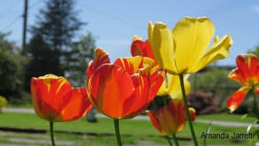 tulips,May Gardening,May flowers,The Garden Website.com,Amanda's Garden Consulting,Amanda Jarrett