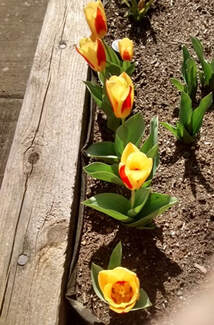 spring bulbs,spring flowering bulbs,how to plant fall bulbs,tulips,hyacinths,narcissus,daffodils,scilla,The Garden Website.com,Amanda's Garden Consulting,Amanda Jarrett