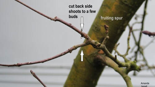 fruiting spurs,Winter Pruning,what to prune in winter,winter pruning,dormant pruning,pruning apple trees,pruning dormant trees,pruning shrubs in winter,pruning conifers,the garden website.com,garden website,Amanda Jarrett,Amanda's Garden Consulting
