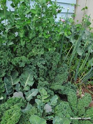 Image of Kale and beetroot companion plants
