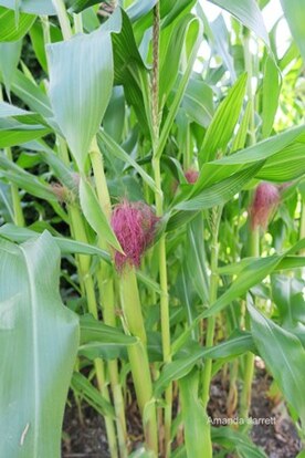 sowing warm season crops outside,growing corn