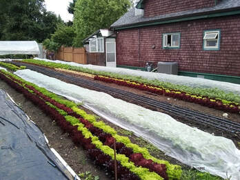 floating row covers for vegetable gardens