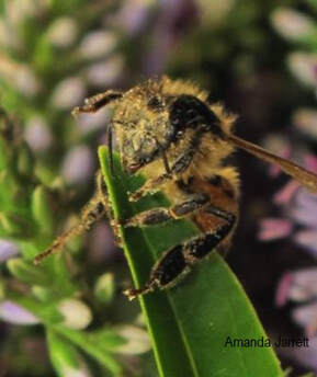 pollinator friendly garden, gardening for pollinators,pollinator garden for bees,attract bees and pollinators