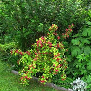 pruning shrubs,pruning weigela,June pruning,summer gardening,The Garden Website.com,Amanda Jarrett,Amanda’s Garden Consulting,garden website