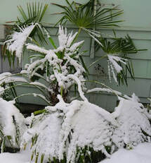 Trachycarpus fortunei,Chinese windmill palm winter protection,September gardening,fall gardens,the garden website.com,Amanda’s Garden Consulting,Amanda Jarrett,garden website