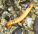 wireworms,orange shiny worms,insects that eat roots