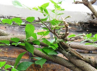 wisterias,pruning wisteria,June garden chores,summer pruning,taming wisteria
