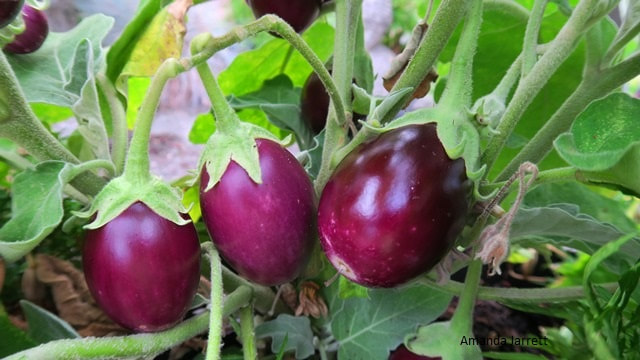 growing aubergines and eggplants