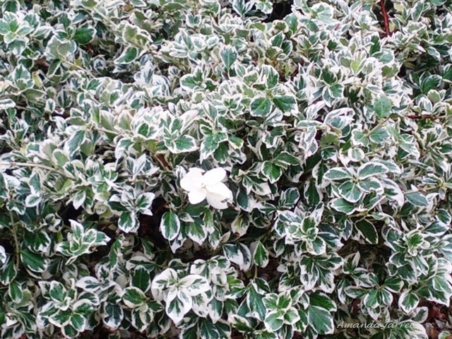 variegated white leaves,evergreen plants