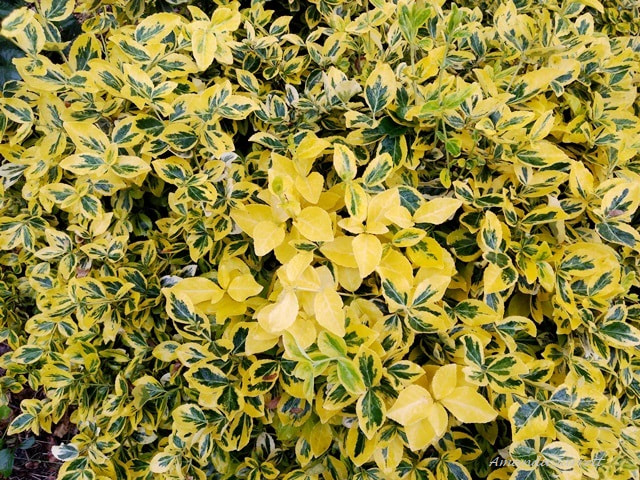 variegated wintercreepers,Euonymus fortunei Emerald 'n' Gold
