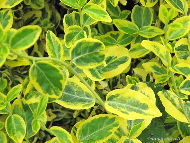 plants with variegated leaves