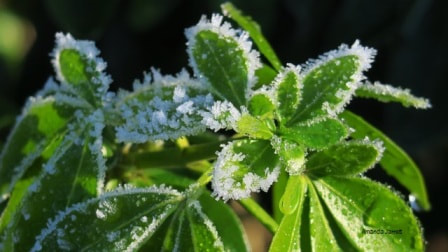 Mexican Mock Orange foliage and frost