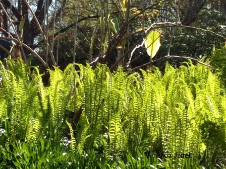 taking care of ferns in spring,April garden chores