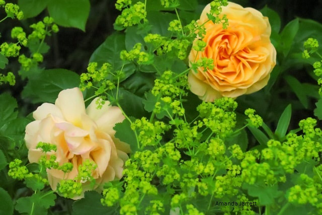 'Julia Child' floribunda rose,lady's mantle,Alchemilla mollis,July flowers