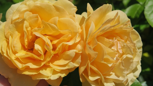 Julia Child floribunda rose,pruning roses in spring,when to prune roses