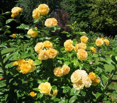 Julia Child floribunda rose,easy to grow roses,repeat blooming roses