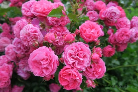 'Pink Martini' floribunda rose,summer rose care