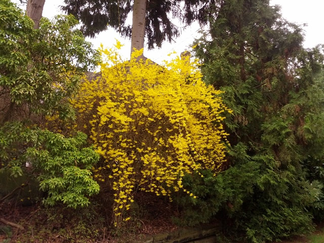 Forsythia,shrubs with yellow flowers,March flowering plants