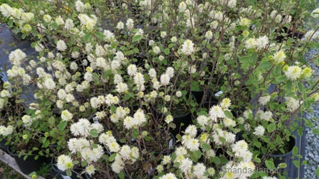 fothergilla,spring flowering shrub,fragrant spring flowers