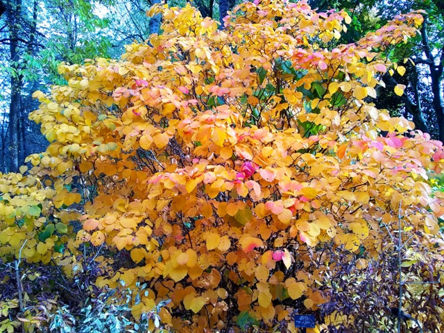 Dwarf fothergilla,Fothergilla gardenii,colourful fall plants,November plants,autumn plants 