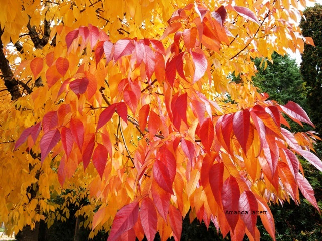 Autumn Applause American Ash Fraxinus americana 'Autumn Applause',colourful fall trees