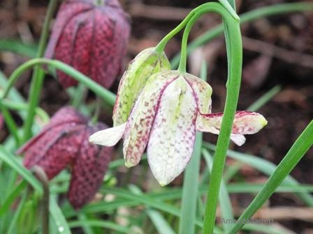 Fritillaria meleagris,checkered lily,spring flowering bulb