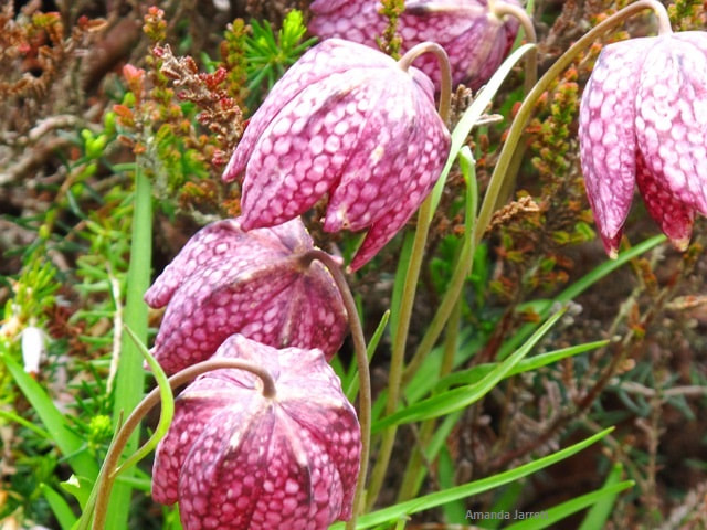 Fritillaria meleagris,checkered lily,April flowering spring bulbs